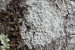 Pertusaria pertractata