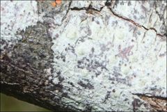 Pertusaria pertractata