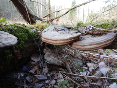 Ganoderma applanatum