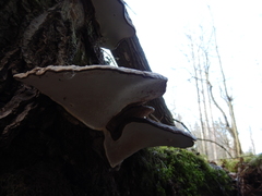 Ganoderma applanatum