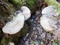 Ganoderma applanatum