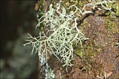 Usnea inermis