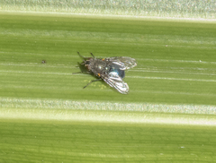 Xenocalliphora