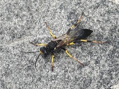 Sceliphron destillatorium