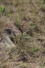 Gladiolus densiflorus, photograph (c) Tony Rebelo, some rights reserved (CC BY-SA)