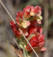 Gladiolus densiflorus, photograph (c) Tony Rebelo, some rights reserved (CC BY-SA)