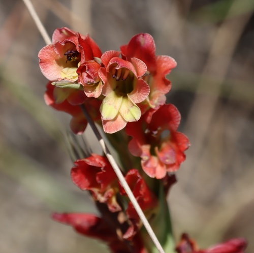 Gladiolus densiflorus, photograph 4
