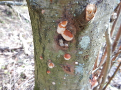 Fomitopsis pinicola