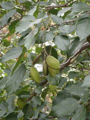 Pongamia pinnata image