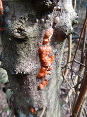 Fomitopsis pinicola