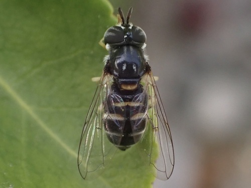 Paragus quadrifasciatus