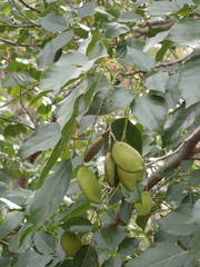 Pongamia pinnata image