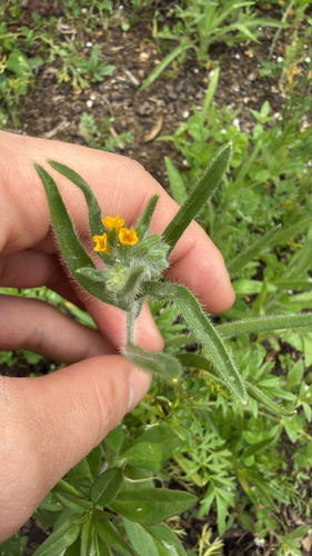 Amsinckia lycopsoides observed 2026-05-29