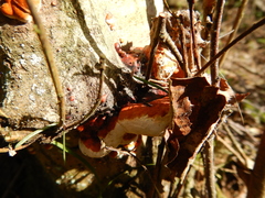 Fomitopsis pinicola