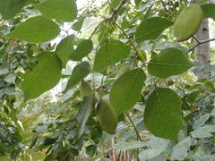 Pongamia pinnata image