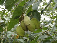 Pongamia pinnata image