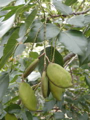 Pongamia pinnata image