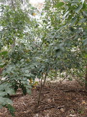 Pongamia pinnata image