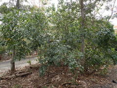 Pongamia pinnata image