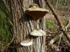 Phellinus igniarius