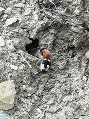 Ronisia brutia