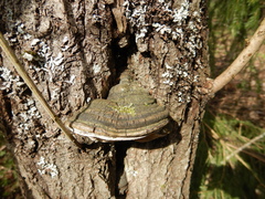 Phellinus igniarius