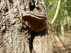 Phellinus igniarius
