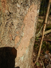 Fomitiporia punctata