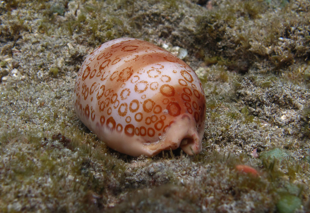 Eyed Cowrie