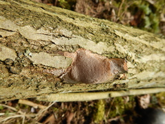 Fomitiporia punctata