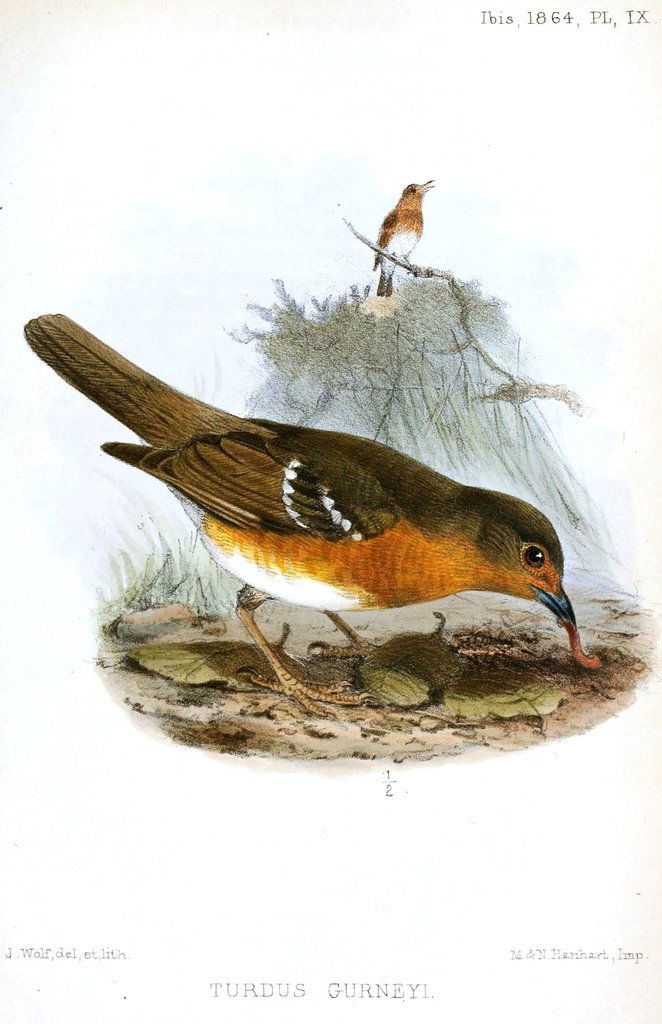 Orange Ground Thrush