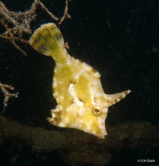 Acreichthys tomentosus