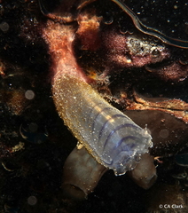 Rhopalaea circula