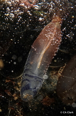 Rhopalaea circula
