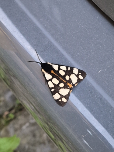 Cream-spot Tiger