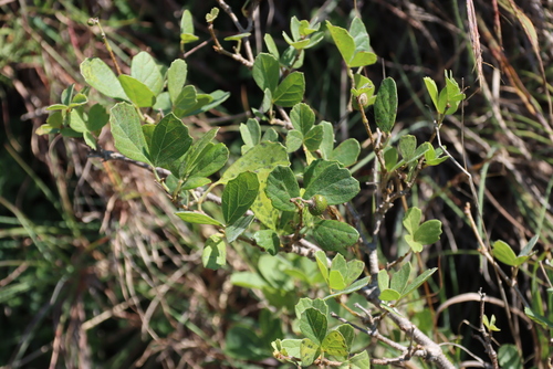 Rhoicissus tridentata, photograph 6