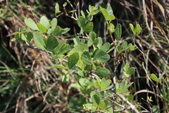 Rhoicissus tridentata, photograph (c) Tony Rebelo, some rights reserved (CC BY-SA)