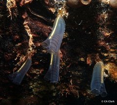 Rhopalaea circula