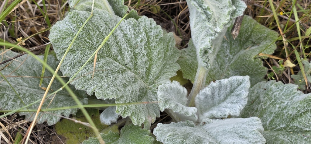 Salvia argentea; photograph (c) Barry Stewart, some rights reserved (CC BY)