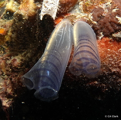Rhopalaea circula