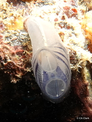 Rhopalaea circula