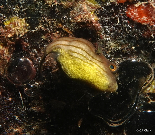 Cots Preditors Narrowlined Puffer (CoTS Predators) · iNaturalist