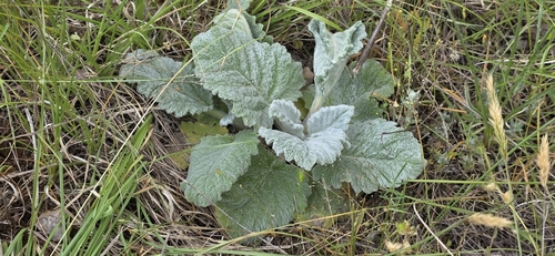 Salvia argentea, photograph 6