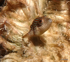 Canthigaster compressa