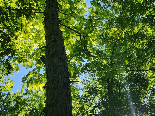 Carya laciniosa, photograph 1