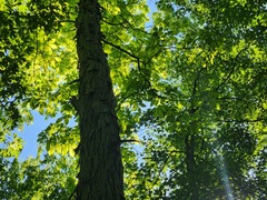 (c) Summit Metro Parks, some rights reserved (CC BY) Carya laciniosa, photograph (c) Summit Metro Parks, some rights reserved (CC BY)