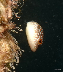 Canthigaster compressa