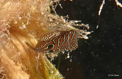 Canthigaster compressa