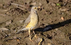 Kurrichane Thrush photo 2