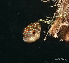 Canthigaster compressa